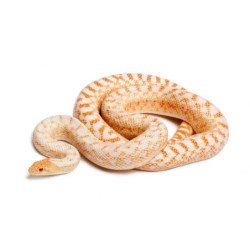 ELAPHE GUTTATA SERPENTE DEL GRANO 150CM