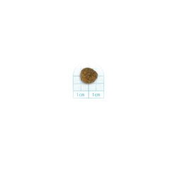 FORZA10 MINI ADULT MONODIET MAIALE E PATATE 1-10KG