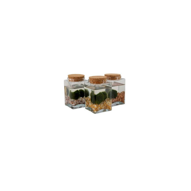 MARIMO IN VASO QUADRATO TAPPO IN SUGHERO A DUE ALGHE