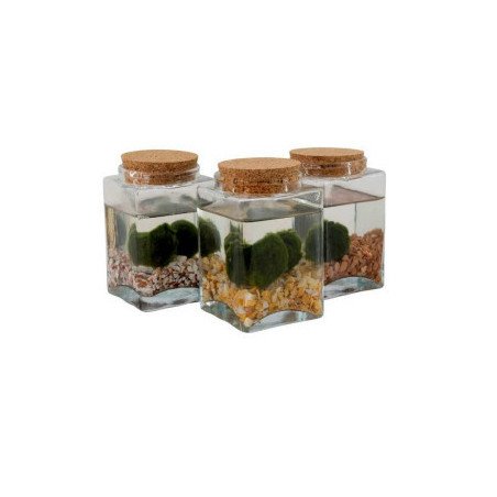 MARIMO IN VASO QUADRATO TAPPO IN SUGHERO A DUE ALGHE
