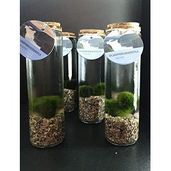 MARIMO IN VASO CILINDRICO TAPPO IN SUGHERO A DUE ALGHE