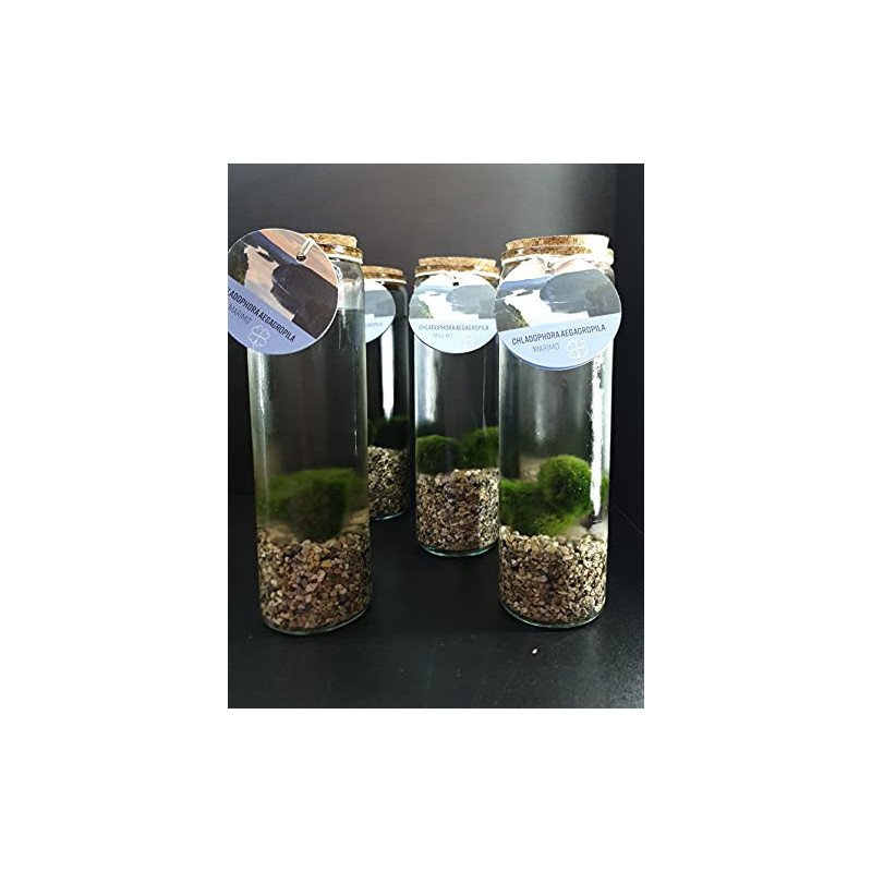 MARIMO IN VASO CILINDRICO TAPPO IN SUGHERO A DUE ALGHE