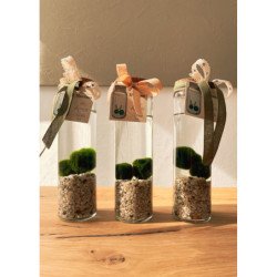 MARIMO IN VASO CILINDRICO TAPPO IN SUGHERO A DUE ALGHE