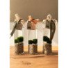 MARIMO IN VASO CILINDRICO TAPPO IN SUGHERO A DUE ALGHE