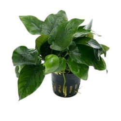 PIANTA IN VASETTO ANUBIAS BARTERI