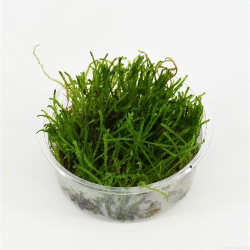 MUSCHIO FLAME MOSS CUP 80CC