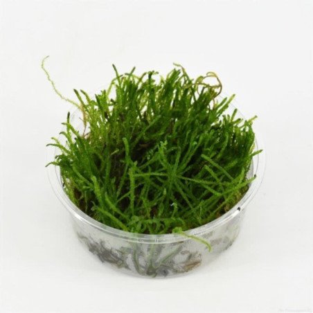 MUSCHIO FLAME MOSS CUP 80CC