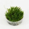 MUSCHIO FLAME MOSS CUP 80CC