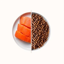 DAGEL TOP CAT FISH AL SALMONE SKINCARE 20KG