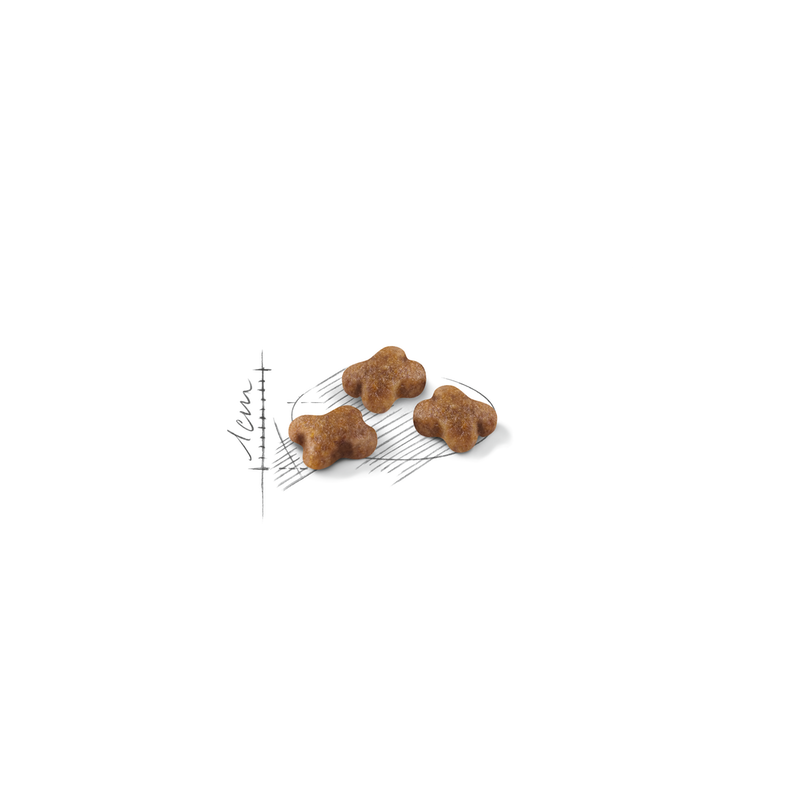ROYAL CANIN KITTEN CROCCHETTE PER GATTINI