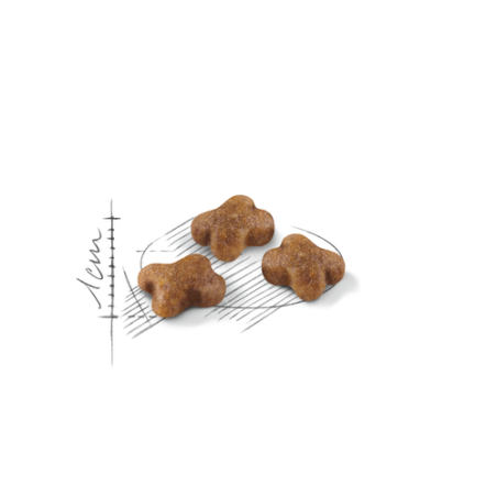 ROYAL CANIN KITTEN CROCCHETTE PER GATTINI
