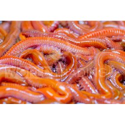 ESCA VIVA COREANO MAXI RED DRAGON