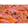 ESCA VIVA COREANO MAXI RED DRAGON