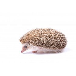 RICCIO ALBINO AFRICANO