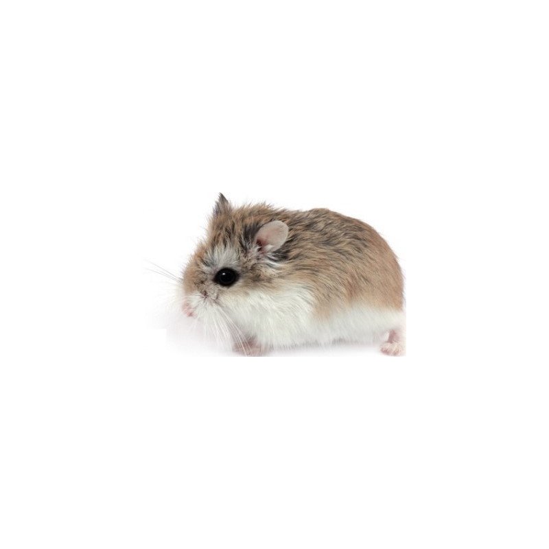 CRICETO ROBOROVSKY PHODOPHUS ROBOROWSCHY