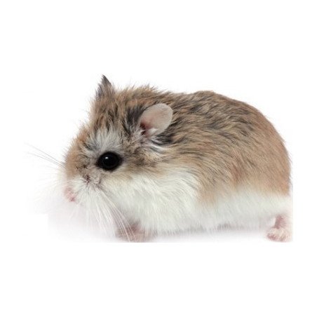 CRICETO ROBOROVSKY PHODOPHUS ROBOROWSCHY