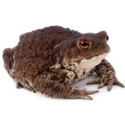 RANA BUFO BUFO