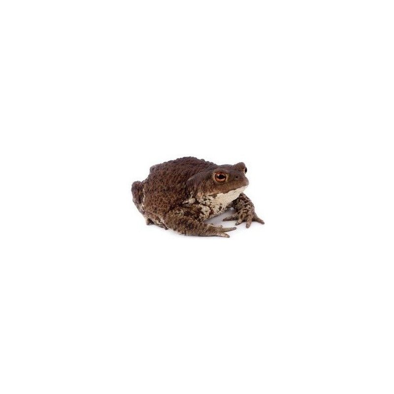 RANA BUFO BUFO