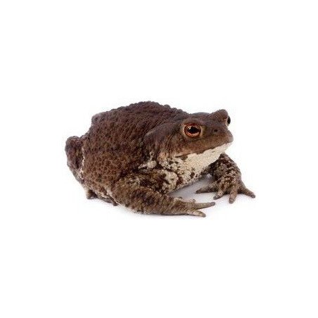 RANA BUFO BUFO