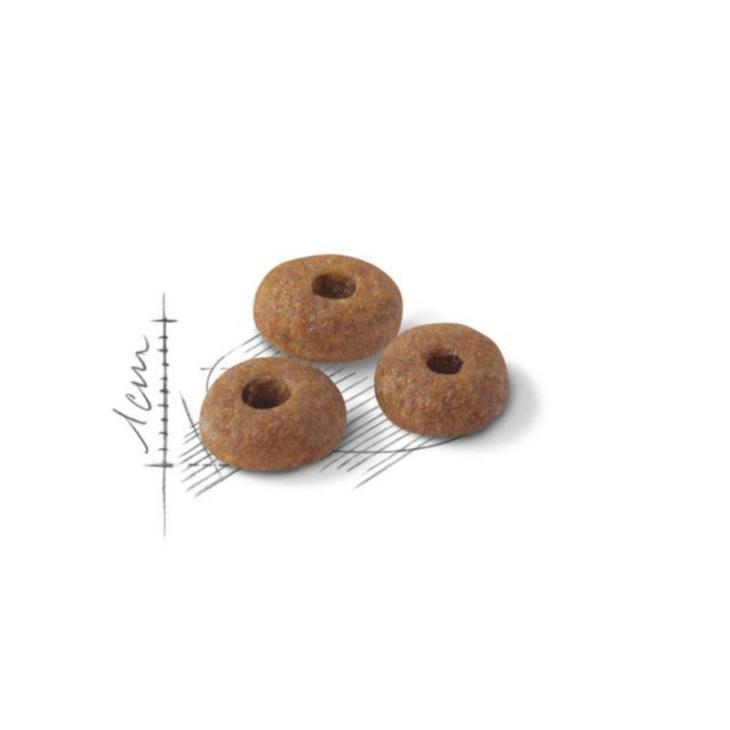ROYAL CANIN GATTO CROCCANTINI REGULAR FIT 32