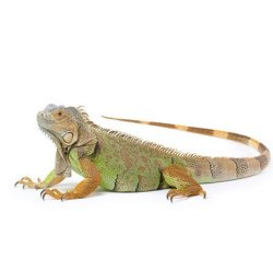IGUANA DAI TUBERCOLI