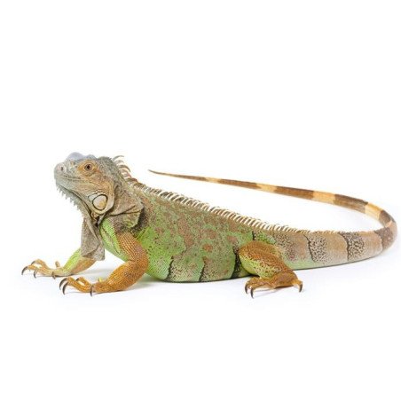 IGUANA DAI TUBERCOLI
