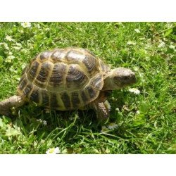 TARTARUGA TESTUDO HORSFIELDI