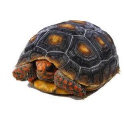 TARTARUGA CARBONARIA
