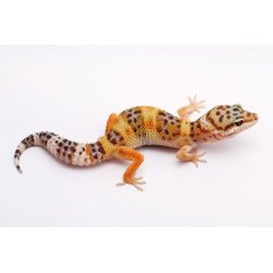 GEKO LEOPARDINO