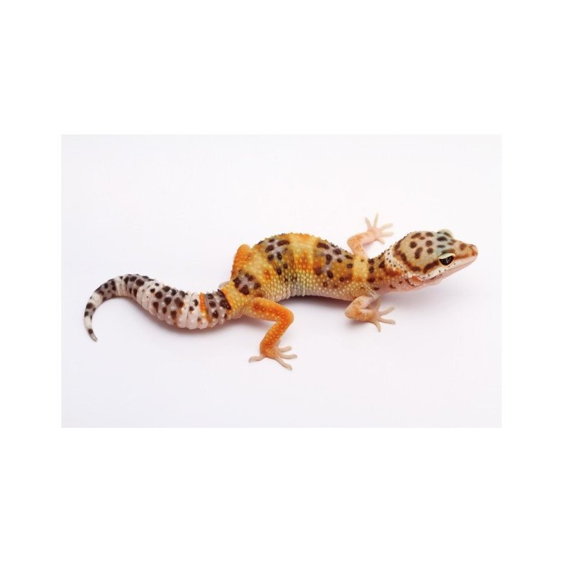 GEKO LEOPARDINO
