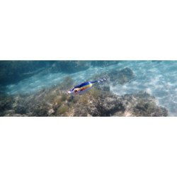 TOTANARE DTD BLOODY FISH 2.5