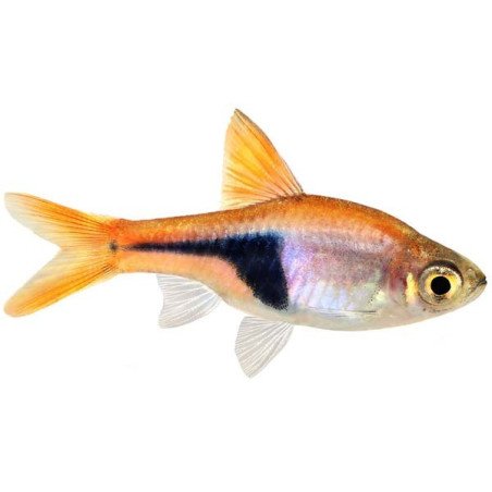 RASBORA HETEROMORRHA