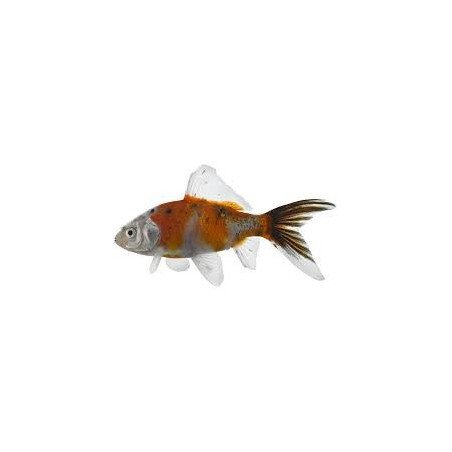 PESCE SHUBUNKIN