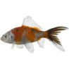 PESCE SHUBUNKIN