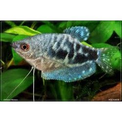 TRICHOGASTER BLU