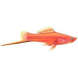 XIPHOPHORUS ROSSO