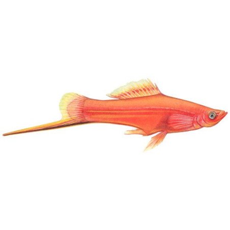 XIPHOPHORUS ROSSO
