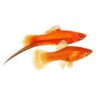 XIPHOPHORUS ROSSO