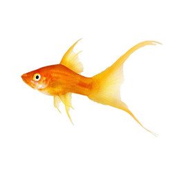 XIPHOPHORUS PINNA A VELO