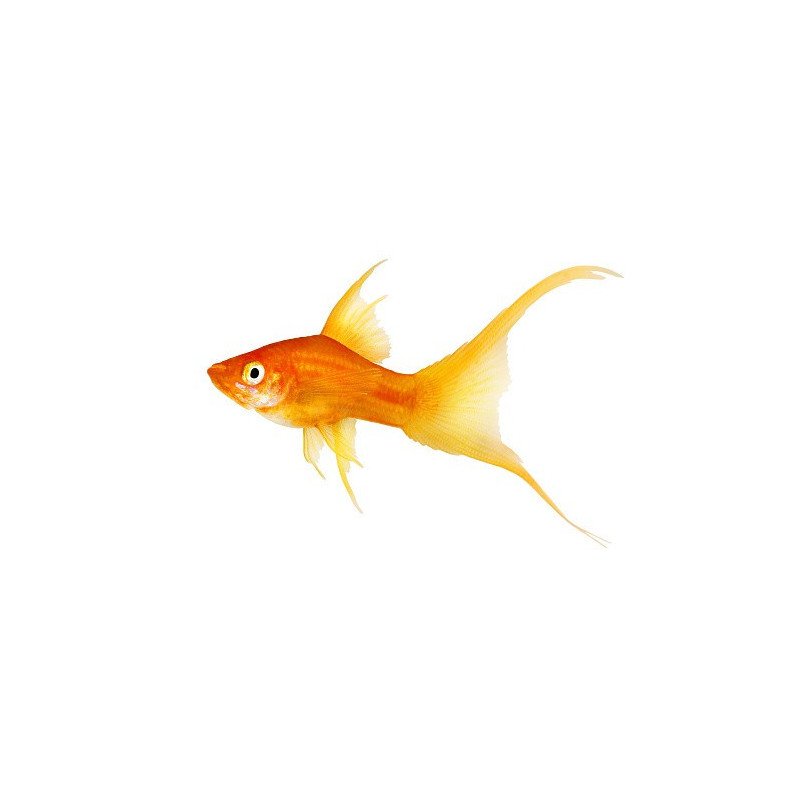 XIPHOPHORUS PINNA A VELO