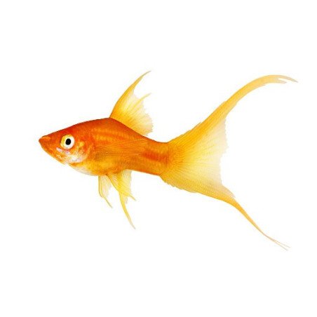 XIPHOPHORUS PINNA A VELO