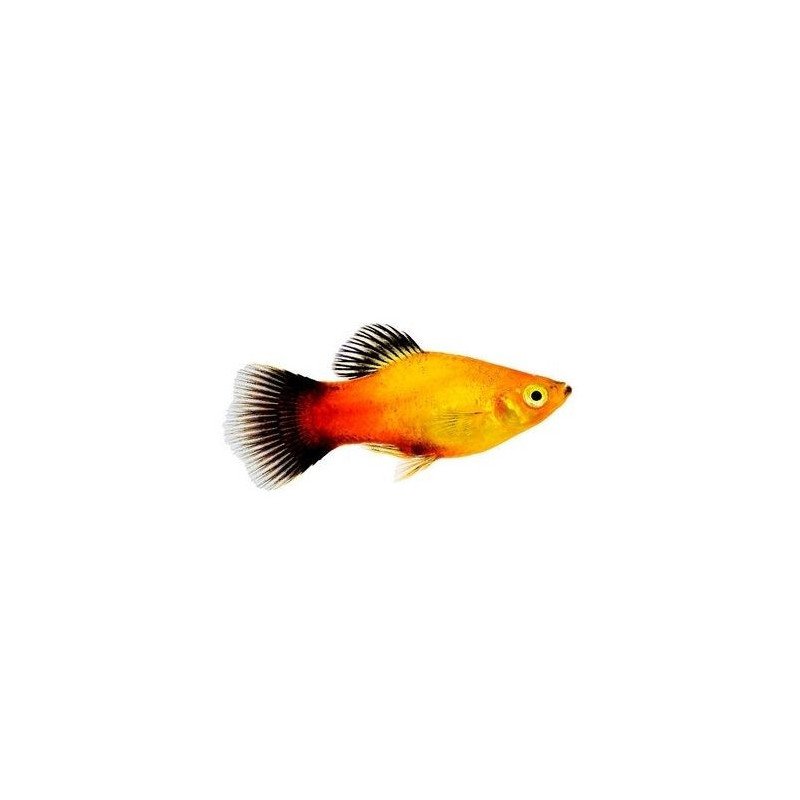 PLATY ROSSO
