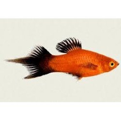 PLATY PINNA A VELO