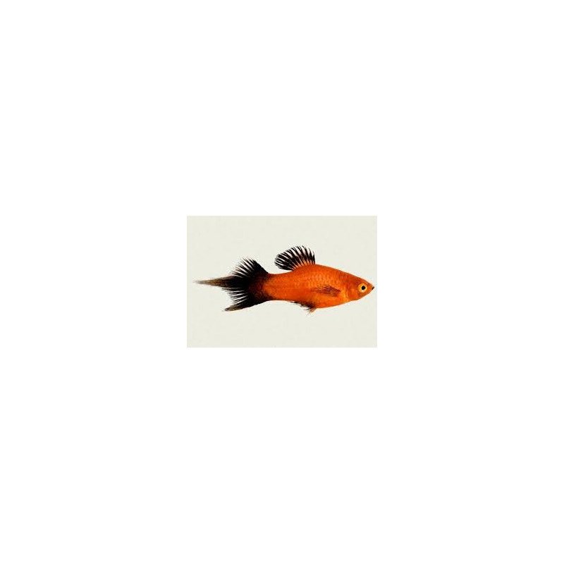 PLATY PINNA A VELO