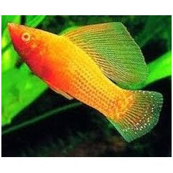 POECILIA VELIFERA