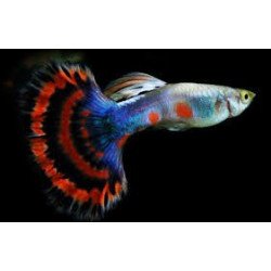 POECILIA GUPPY MASCHIO