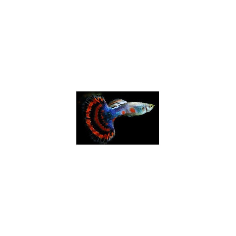 POECILIA GUPPY MASCHIO