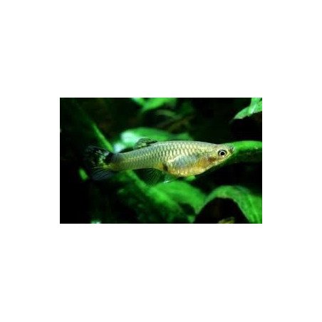 POECILIA GUPPY FEMMINA