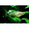 POECILIA GUPPY FEMMINA