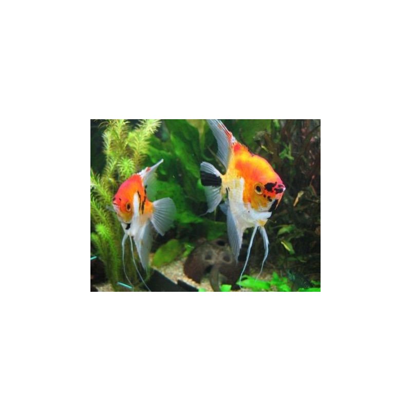 PTEROPHYLLUM SCALARE MEDIO